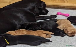 Labrador Retriever dogs for sale: Playful black & golden Labrador pups - Image 7