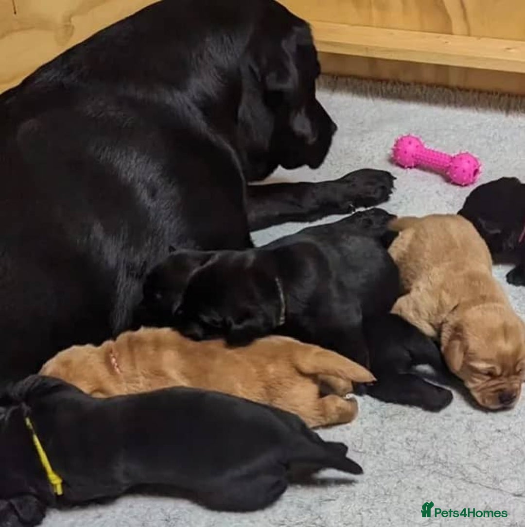 Labrador Retriever dogs for sale: Playful black & golden Labrador pups - Image 7