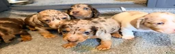 Miniature Dachshund dogs for sale: Outstanding miniature dapple dachshund puppies - Advert 25