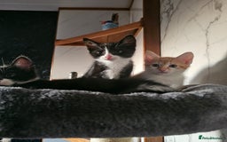 Mixed Breed cats for sale:  3 Adorable Kittens Ready for Their Forever Homes - Image 11