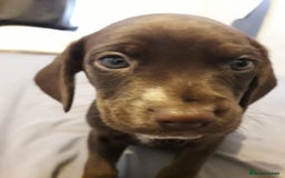 Field Spaniel dogs for sale: Spaniel puppies  - Image 4