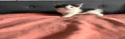 Maine Coon cats for sale: Maine Coon Kittens – 3 GCCF Boys - Advert 6