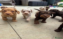 Cockapoo dogs for sale: Merle, Tri& Chocolate f2 Cockapoos (8boys 3girls!) - Image 20