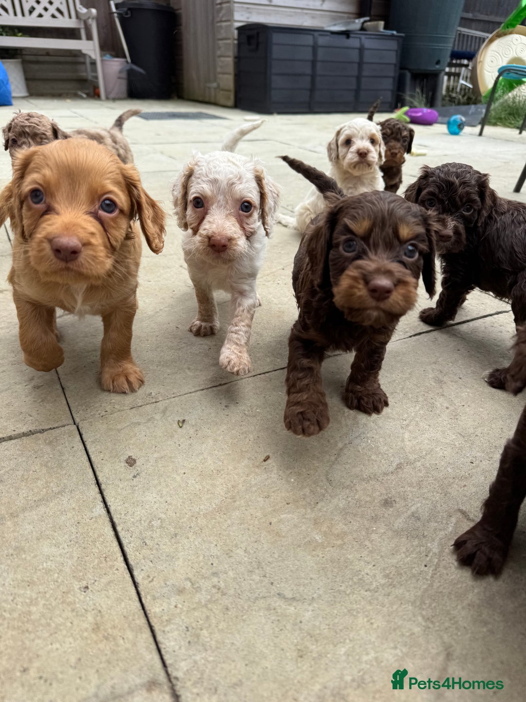 Cockapoo dogs for sale: Merle, Tri& Chocolate f2 Cockapoos (8boys 3girls!) - Image 20