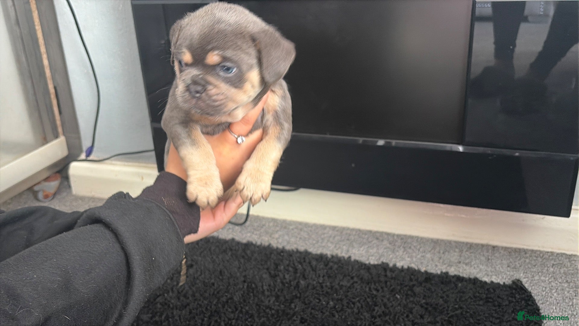 French Bulldog dogs Fluffy  **  French Bulldogs Puppy - Advert 2