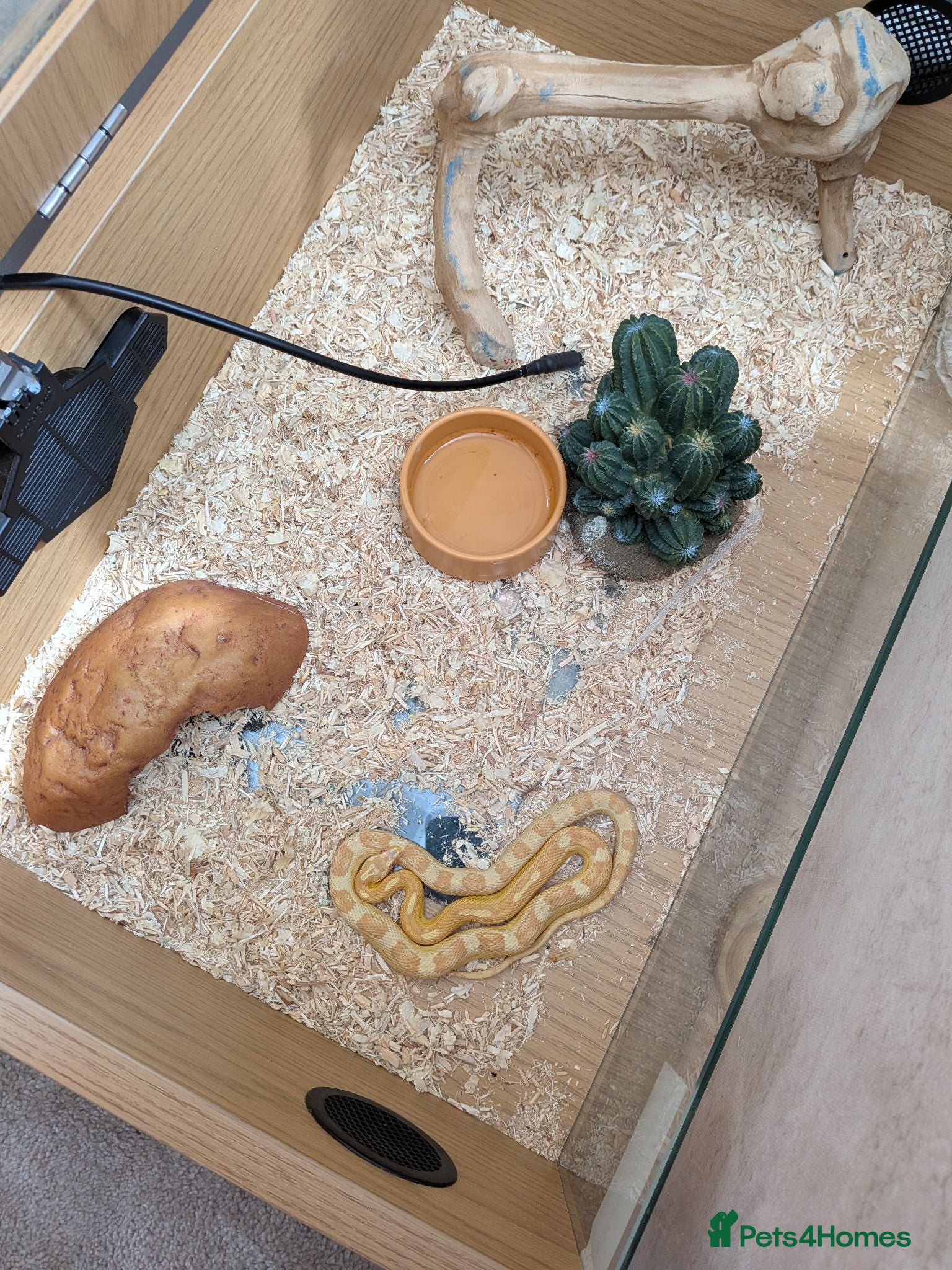 Corn Snake reptiles Two Corn snakes and enclosures for sale - Advert 1