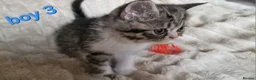 Exotic cats for sale: 4 beautiful exotic x kittens  - Advert 6