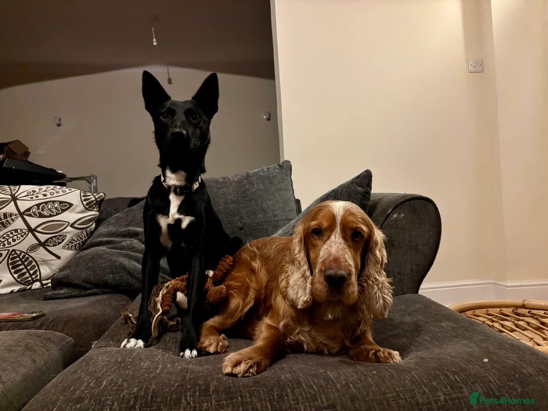 Cocker Spaniel dogs for sale: Frankie - Advert 4