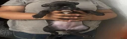 French Bulldog dogs for sale:  French bulldog puppies 1 male 1 female left - Advert 18