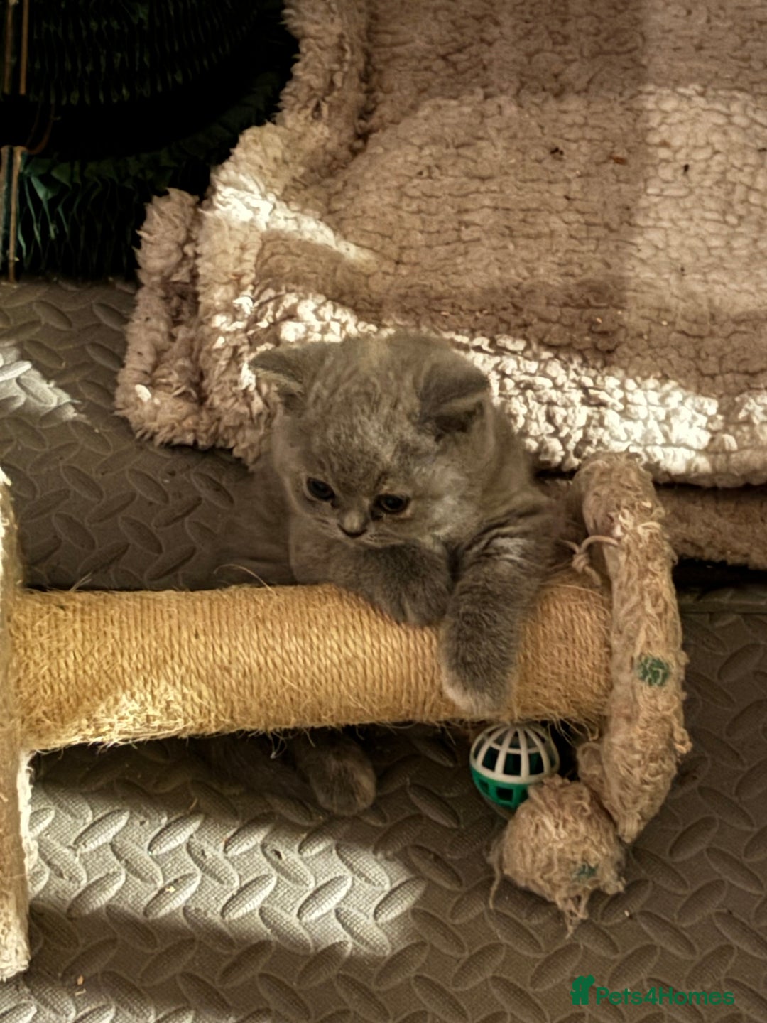 British Shorthair cats for sale: GCCF reg. BSH male and Blue cream girl  - Advert 15
