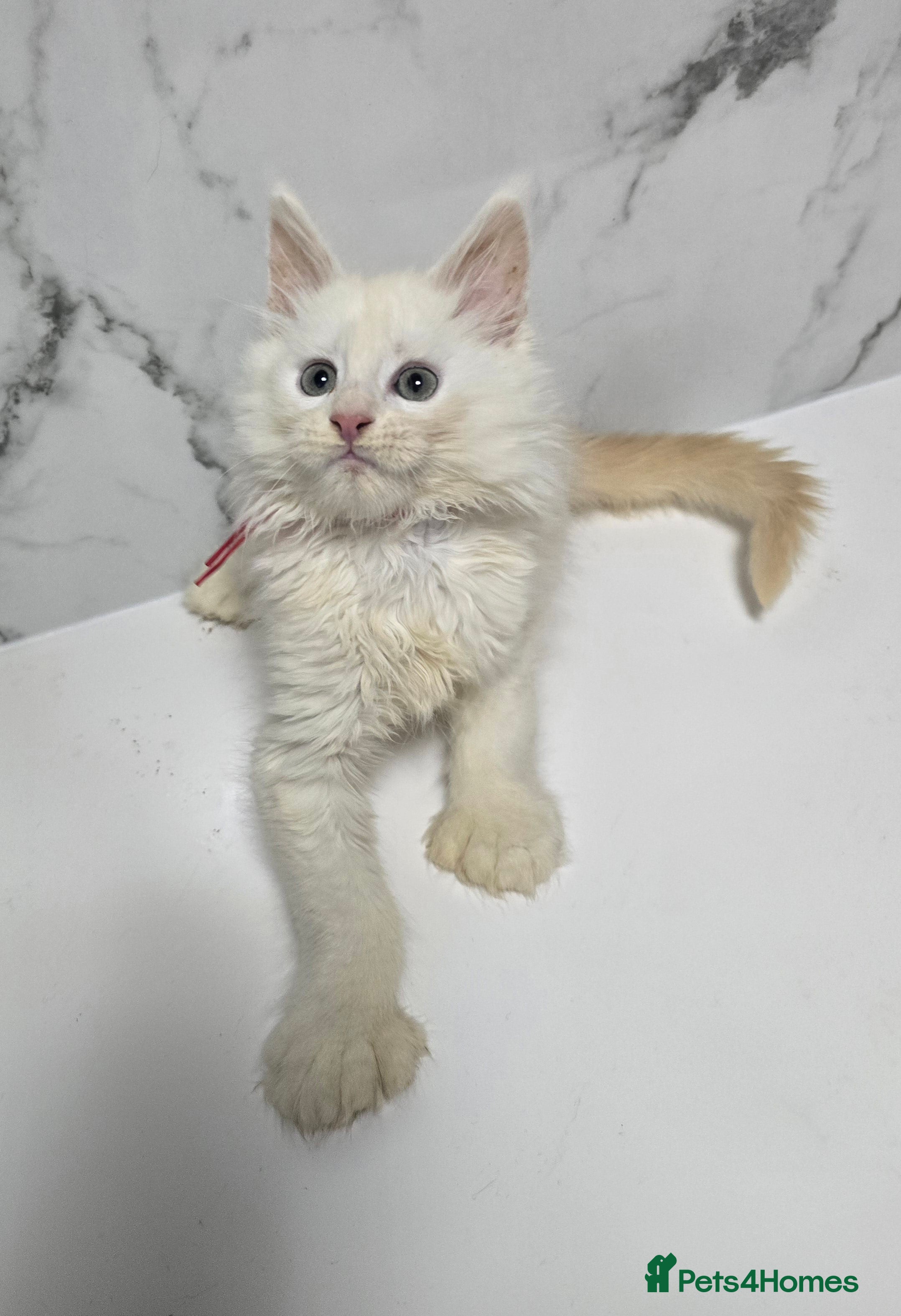 Maine Coon cats Kittens MaineCoon Tica Registred Maine Coon - Advert 1