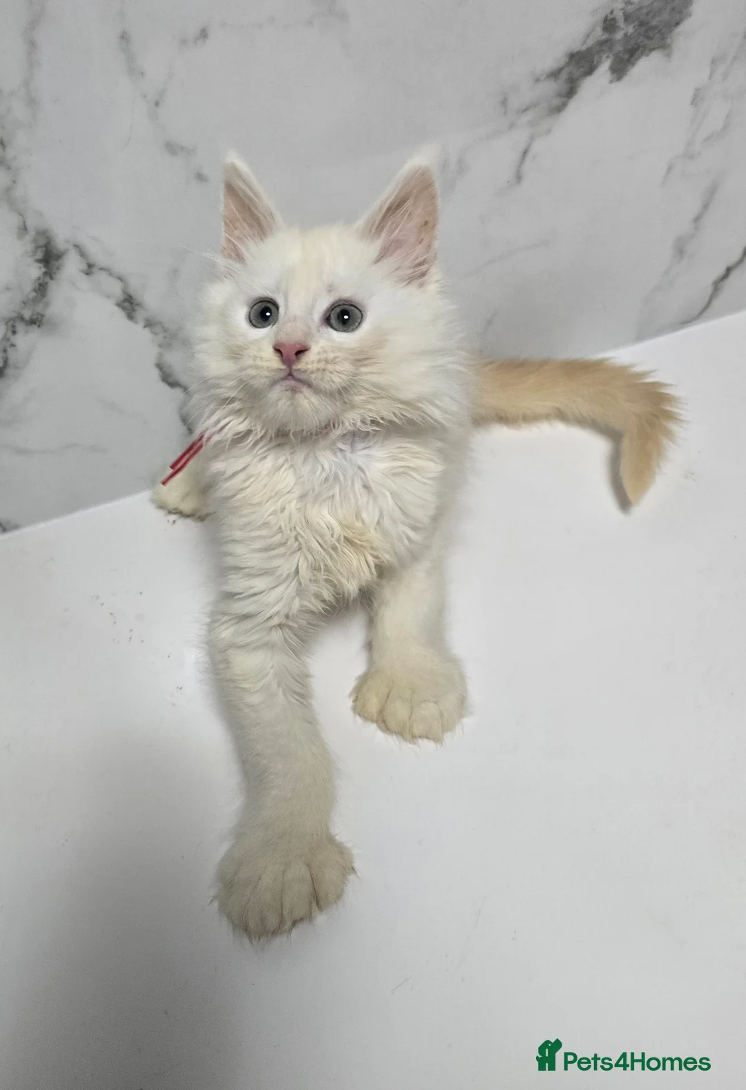 Maine Coon cats for sale: Kittens MaineCoon Tica Registred Maine Coon - Advert 1