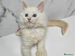 Maine Coon cats Kittens MaineCoon Tica Registred Maine Coon - Advert 4