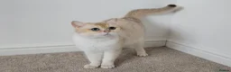 British Shorthair cats for sale: Blue eyed Golden British Shorthair female & male - Advert 13
