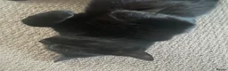 Mixed Breed cats for sale: For free in Felixstowe - Advert 5