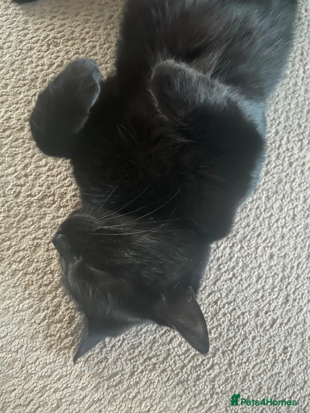 Mixed Breed cats for sale: For free in Felixstowe - Advert 5