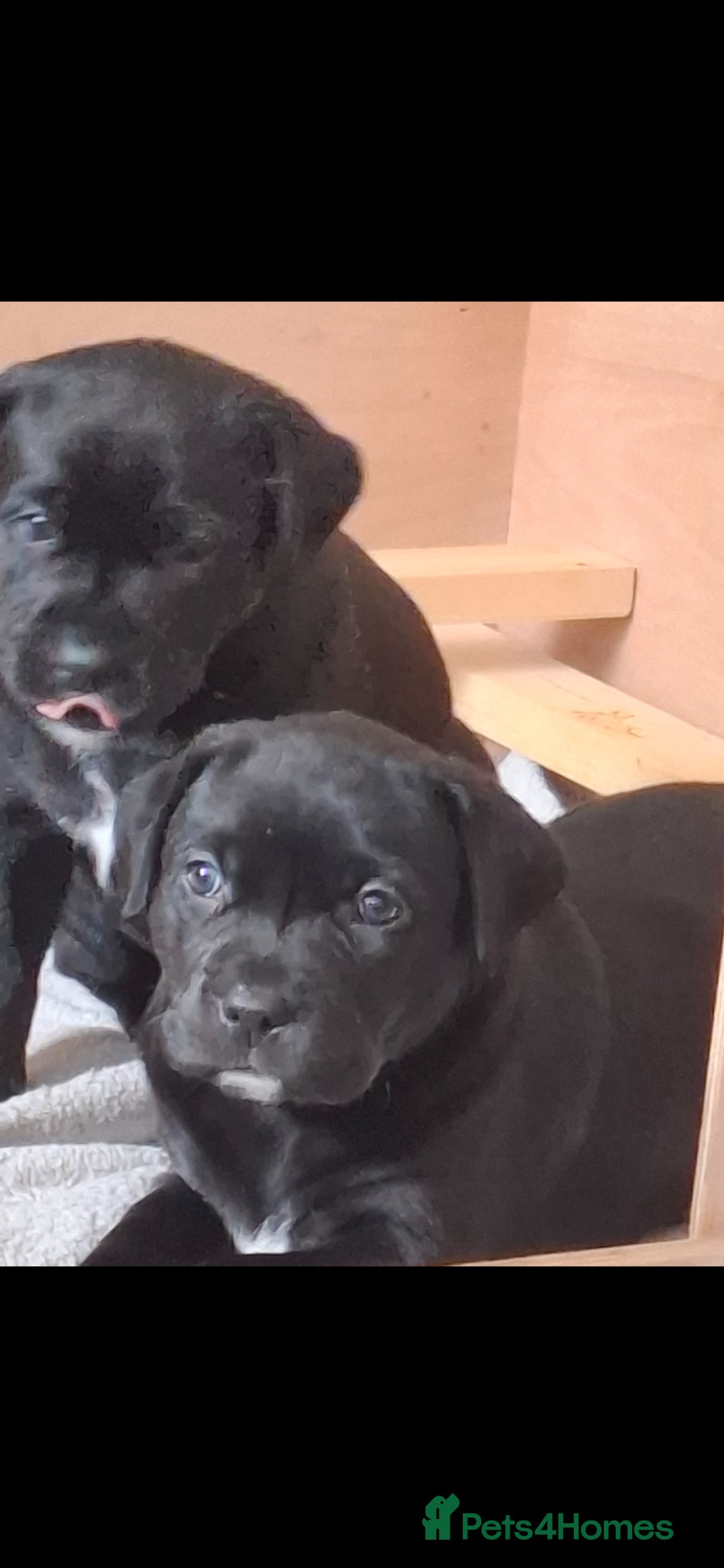 Mixed Breed dogs for sale: Staffy x labrador puppies - Advert 6
