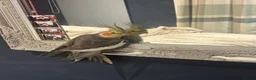 Cockatiels birds for sale: Female cockateil for rehoming  in Wakefield - Advert 2
