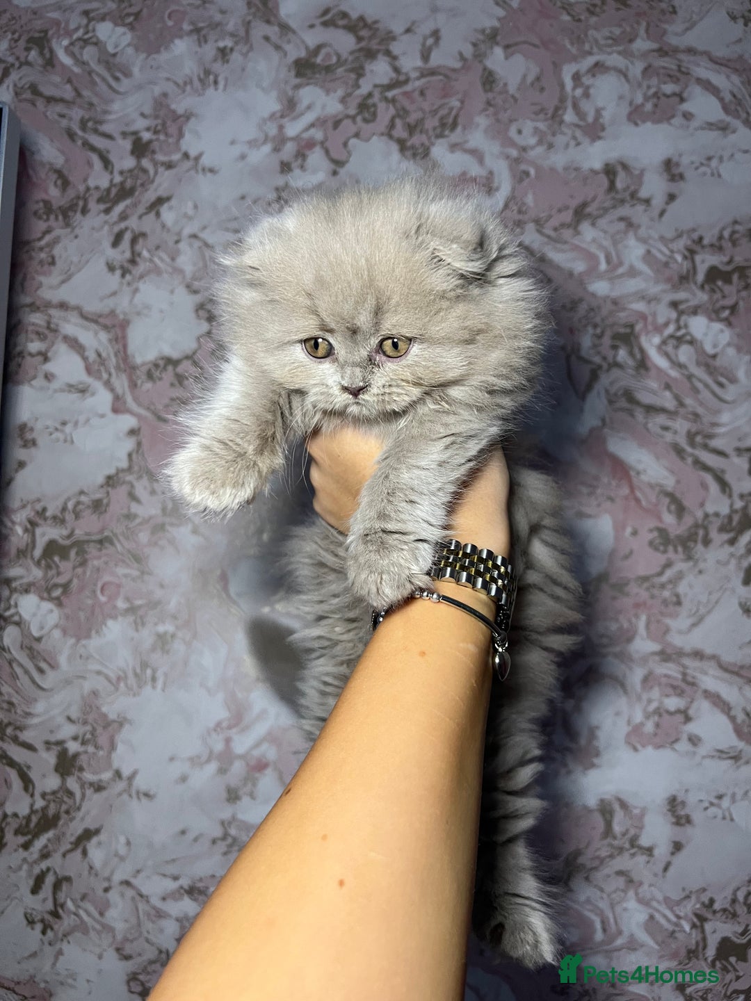 Scottish Fold cats for sale: 🐱TICA Scottish fold & Scottish straight kittens  - Image 3