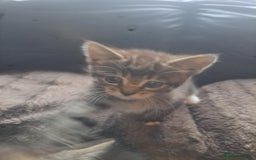 Mixed Breed cats for sale: 2 beautiful males  - Image 4