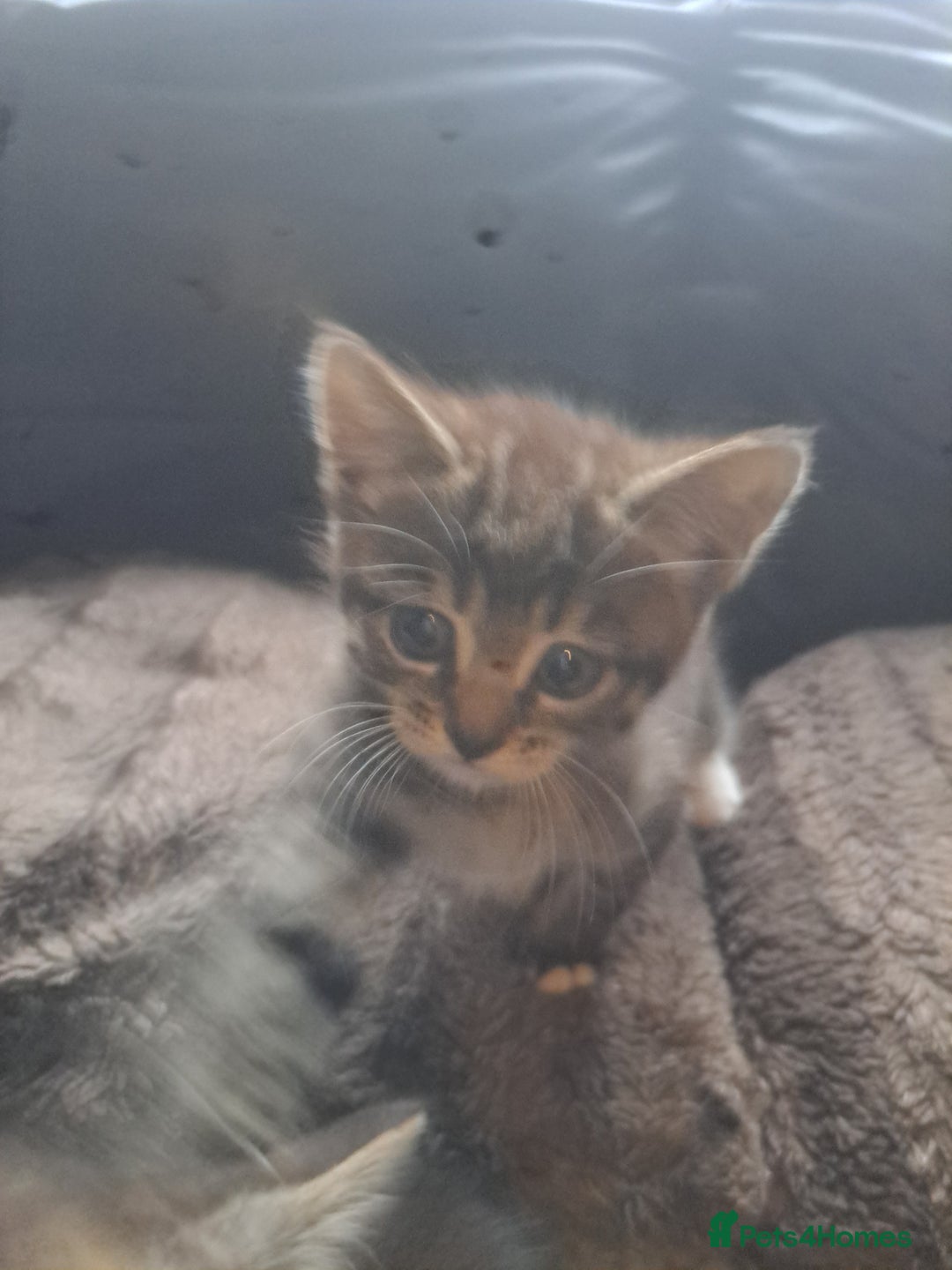 Mixed Breed cats for sale: 2 beautiful males  - Image 4