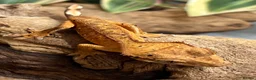 Gecko reptiles for sale: CB25 Crested Geckos | Dalmatian & Lily White  - Advert 2