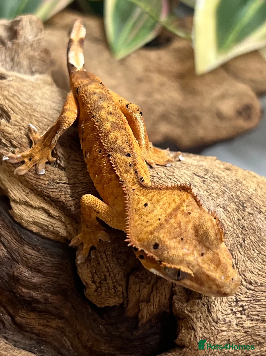 Gecko reptiles for sale: CB25 Crested Geckos | Dalmatian & Lily White  - Advert 2