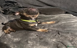 Mixed Breed dogs for sale: Exotic Pocket bully’s 4 males 5 females  - Image 6