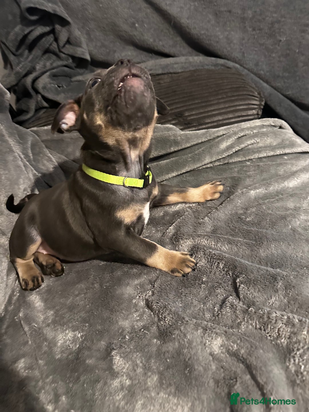 Mixed Breed dogs for sale: Exotic Pocket bully’s 4 males 5 females  - Image 6