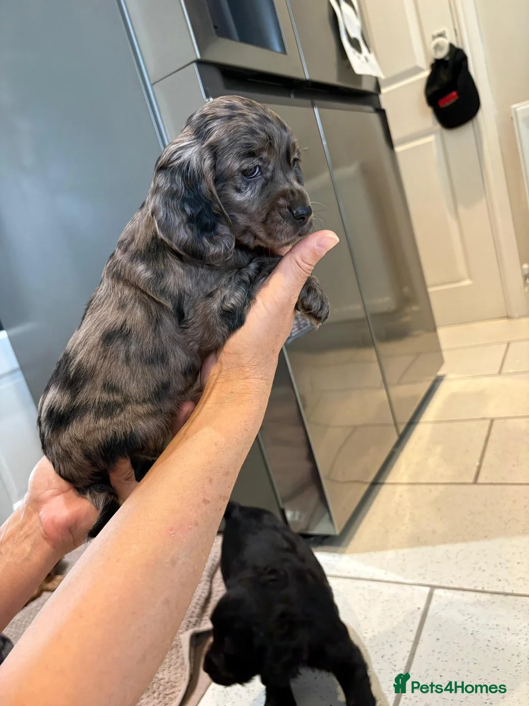 Cocker Spaniel dogs for sale: 100% Pedigree full show type DNA health tested  in Worksop - Advert 3