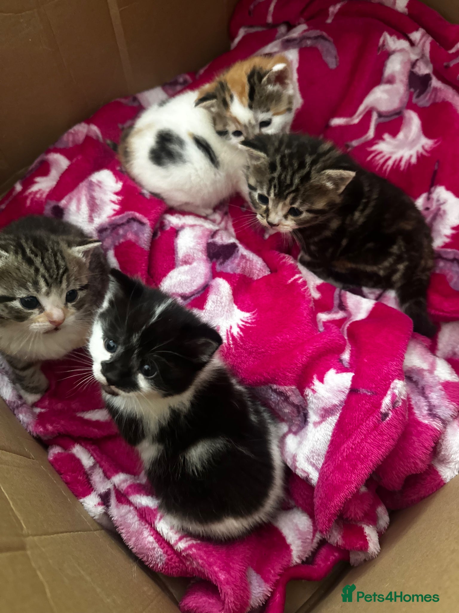 Domestic Shorthair cats 4 Adorable Kittens – Ready to Reserve - Advert 8