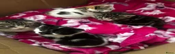 Domestic Shorthair cats for sale: 4 Adorable Kittens – Ready to Reserve - Advert 1