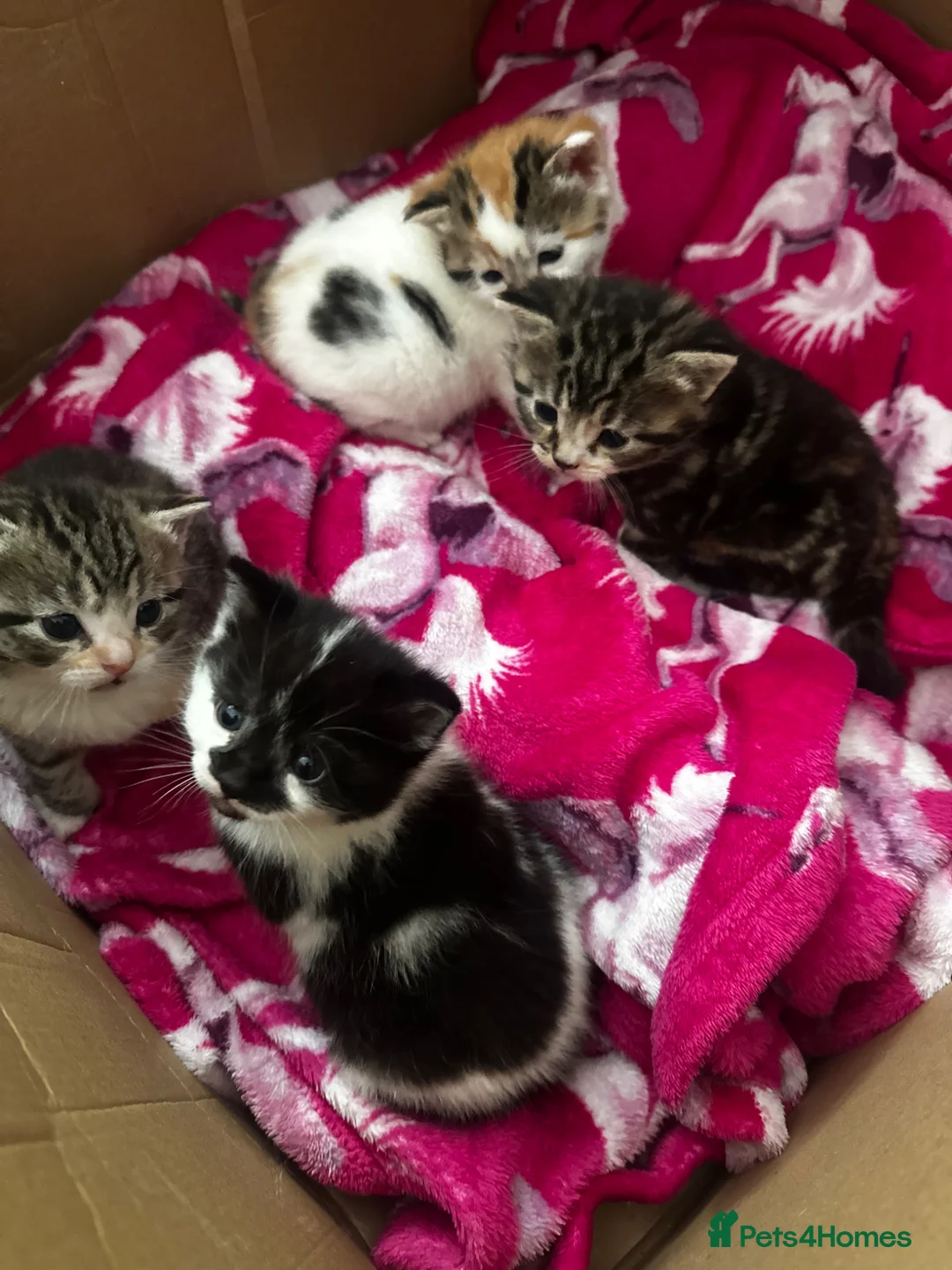 Domestic Shorthair cats for sale: 4 Adorable Kittens – Ready to Reserve - Advert 1