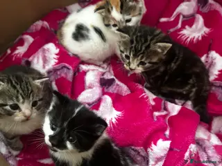 Domestic Shorthair cats 2 Female kittens – Ready to leave ASAP - Advert 7