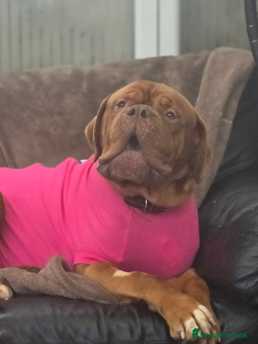 Dogue De Bordeaux dogs for sale: 3 year old female dogue de bordeaux  - Advert 1