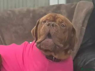 Dogue De Bordeaux dogs 3 year old female dogue de bordeaux - Advert 5