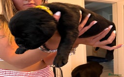 Cane Corso dogs for sale: CANE CORSO PUPS - Image 6