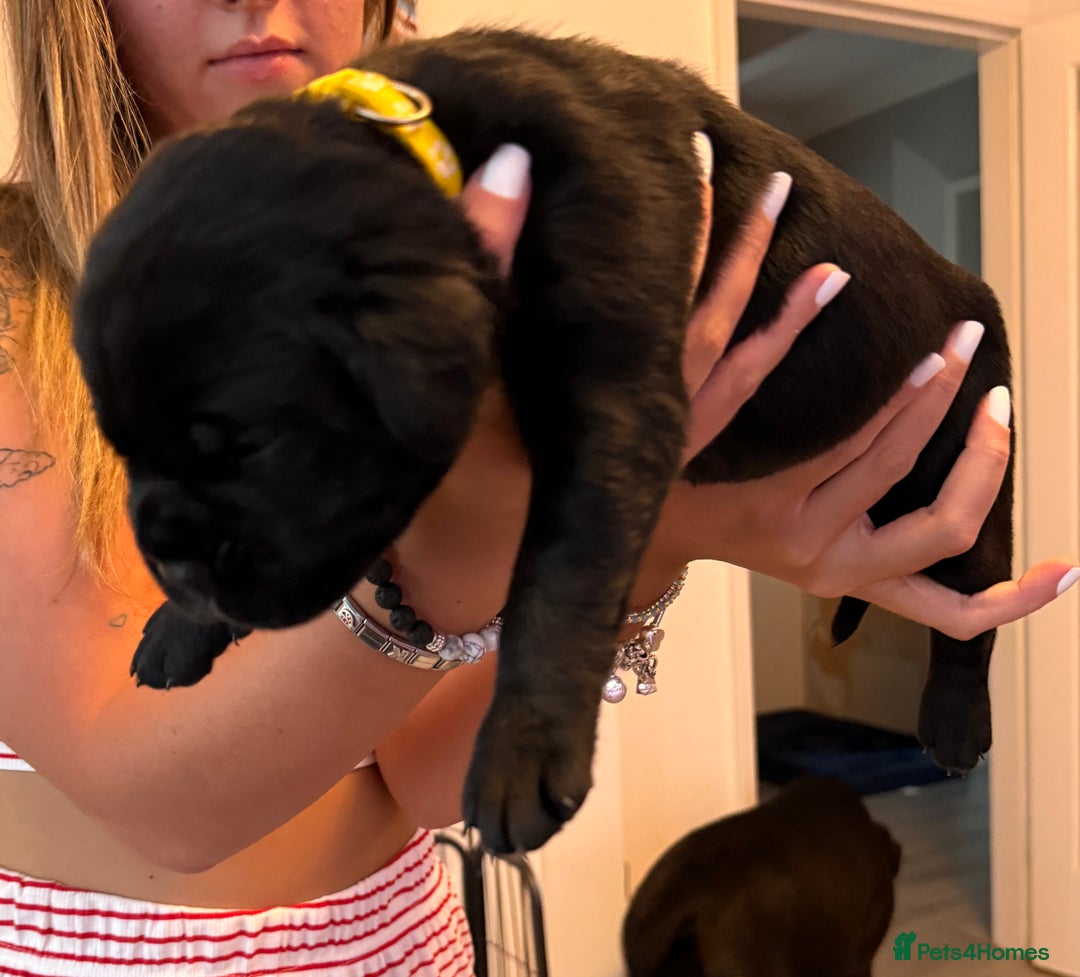 Cane Corso dogs for sale: CANE CORSO PUPS - Image 6
