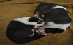 English Bull Terrier dogs for sale: English bull terrier puppies  - Image 4