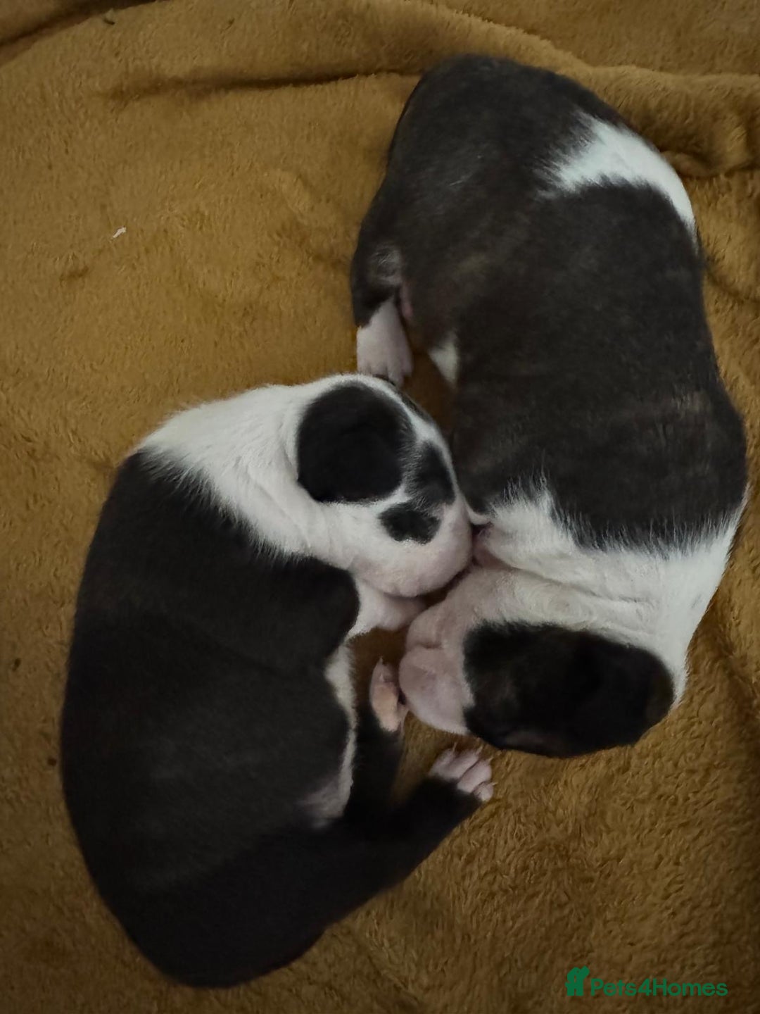 English Bull Terrier dogs for sale: English bull terrier puppies  - Image 4