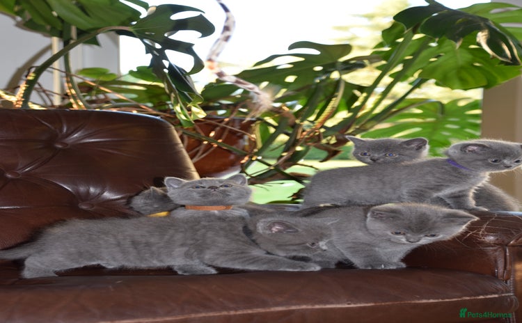 British Shorthair cats - Advert 2
