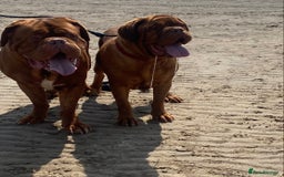 Dogue De Bordeaux dogs for stud: Stunning Dogue de Bordeaux‘s for stud  in Nottingham - Image 1