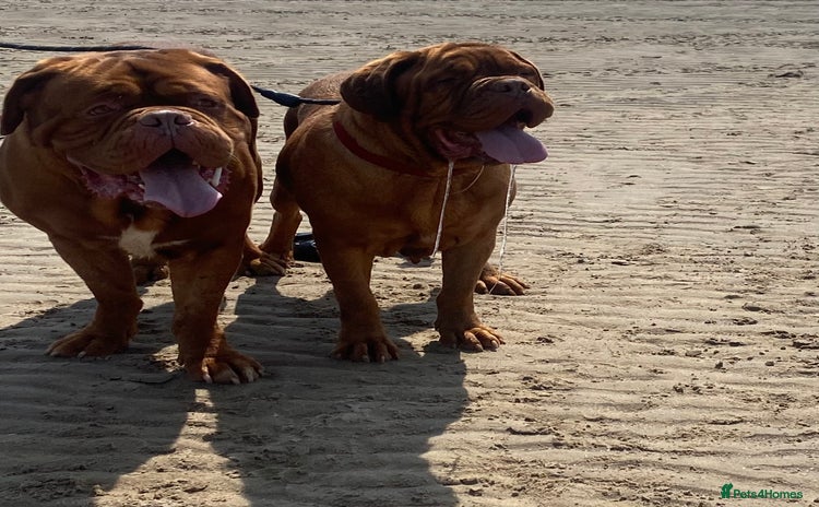 Dogue De Bordeaux dogs in Nottingham - Advert 1