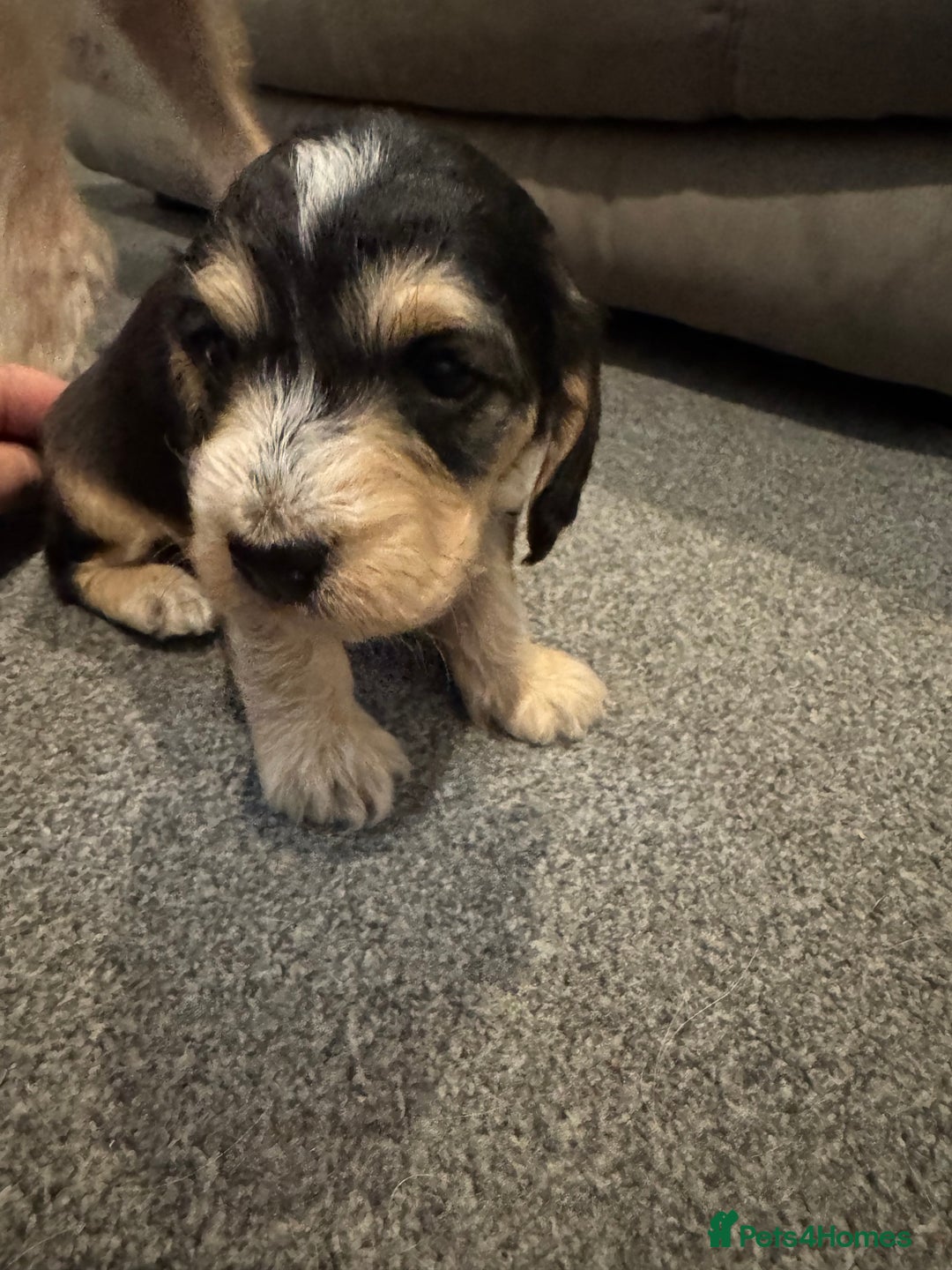 Cockapoo dogs for sale: Cockapoo puppies  - Image 17