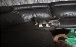 French Bulldog dogs for sale: Male French bulldog puppy - Image 7