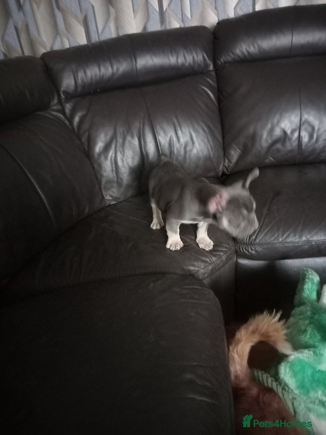 French Bulldog dogs for sale: Male French bulldog puppy - Image 7