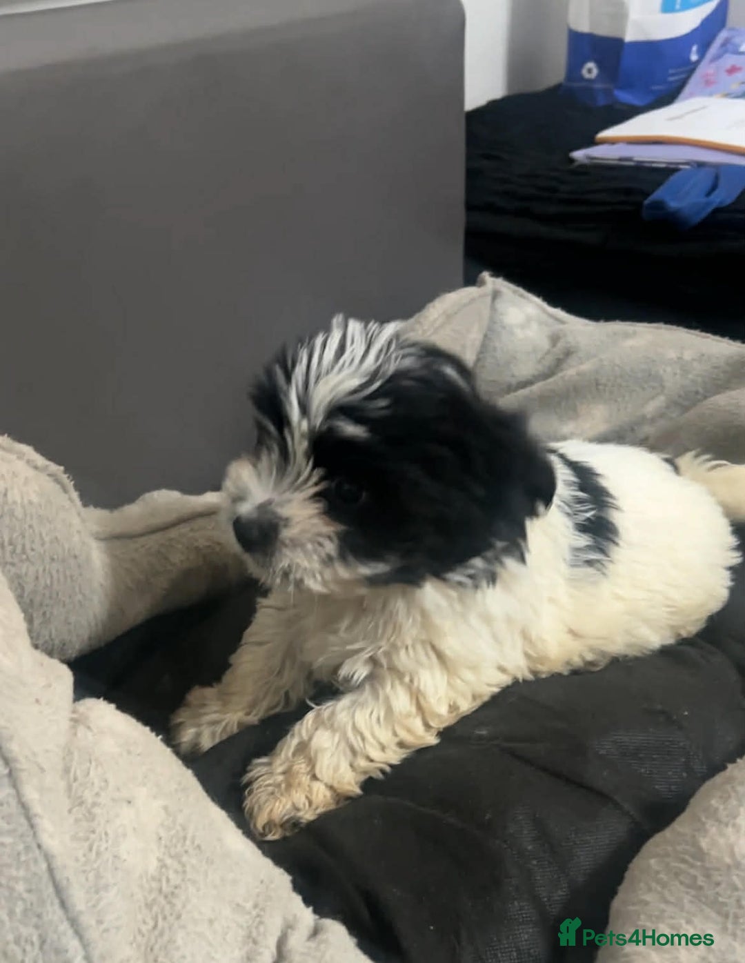 Biewer Terrier dogs for sale: Beautiful biewer terrier puppies for sale - Advert 8