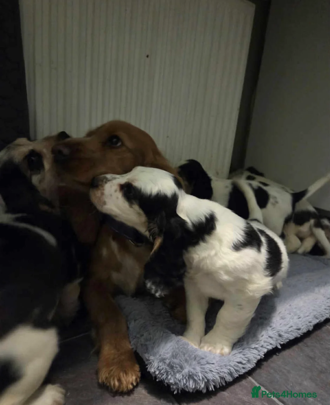 Cocker Spaniel dogs for sale: 7 beautiful sable roan stunners  - Advert 29