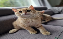 British Shorthair cats for sale: GCCF High Quality BritishShorthair last 2 left - Image 5