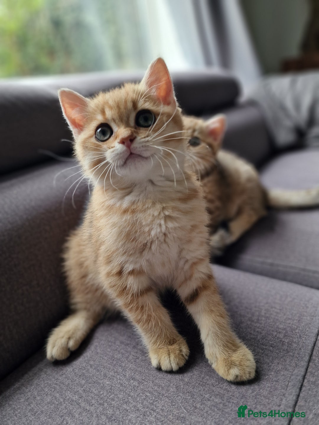 British Shorthair cats for sale: GCCF High Quality BritishShorthair last 2 left - Image 5